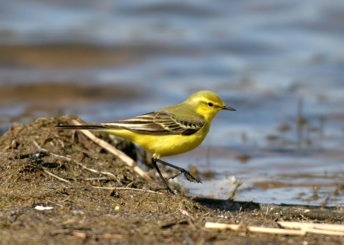 Yellow Wagtail