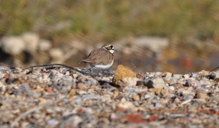 Little Ringed Plover