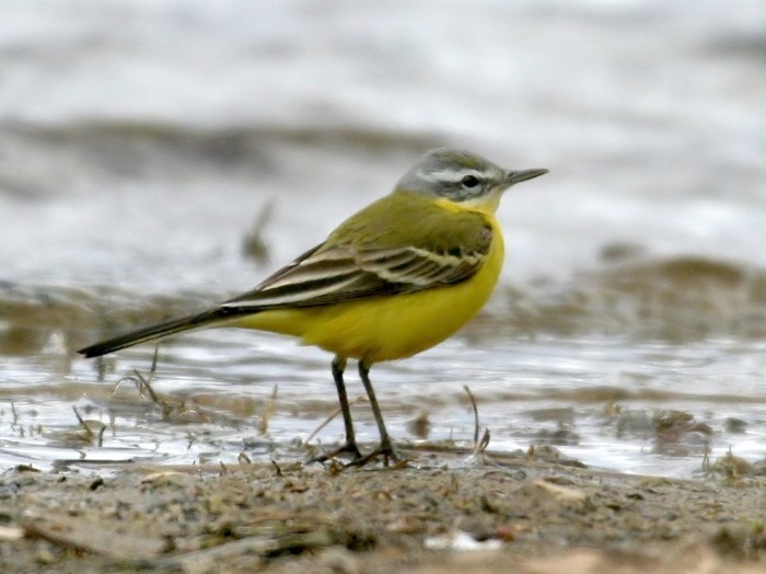 Blue-headed Wagtail