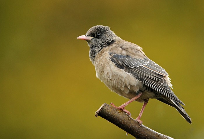 Rose-coloured Starling