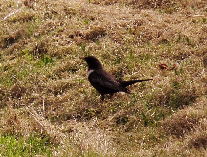 Ring Ouzel