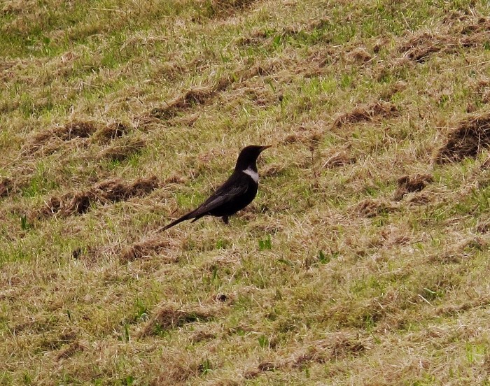 Ring Ouzel