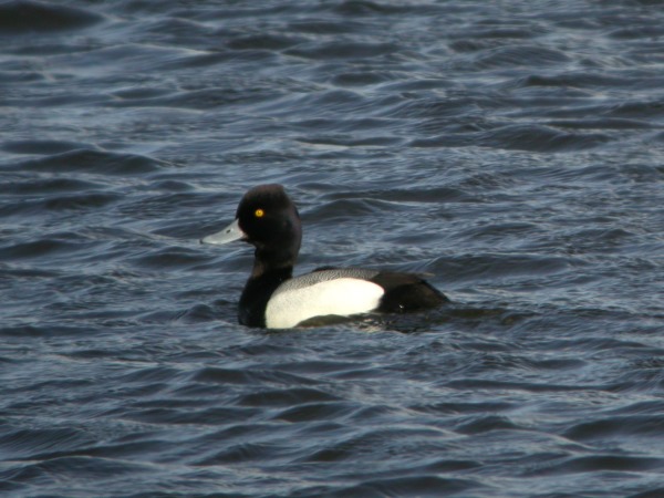 Lesser Scaup