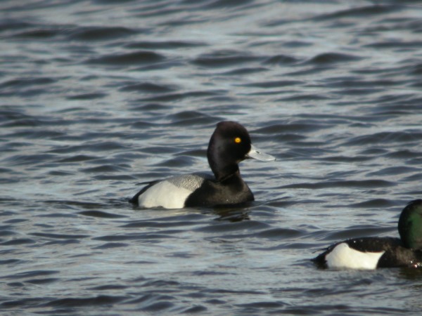 Lesser Scaup