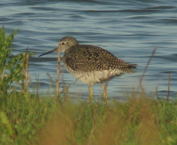 Greater Yellowlegs
