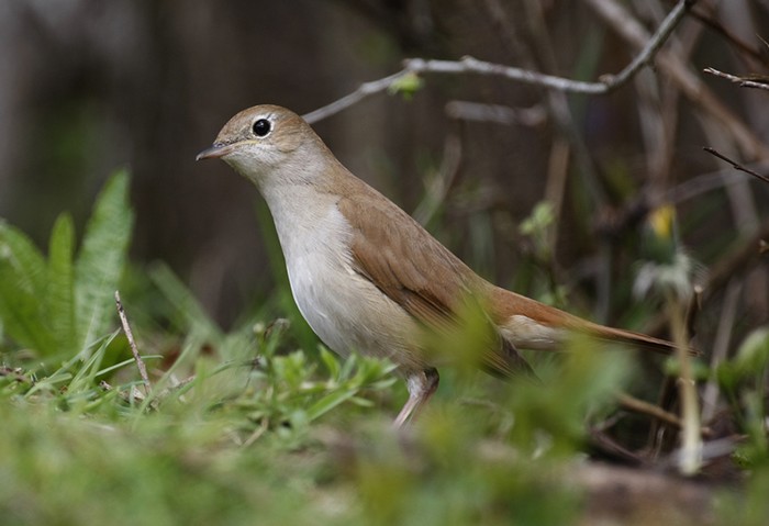 Nightingale