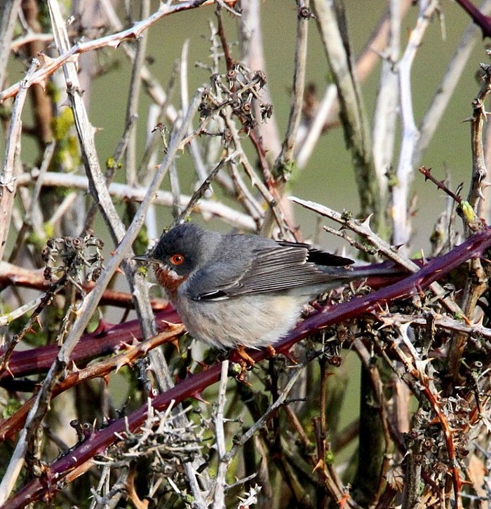 Eastern Subalpine Warbler