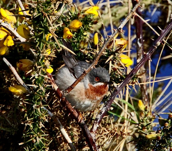 Eastern Subalpine Warbler