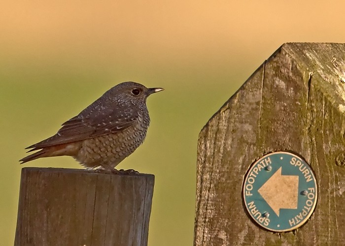 Rock Thrush