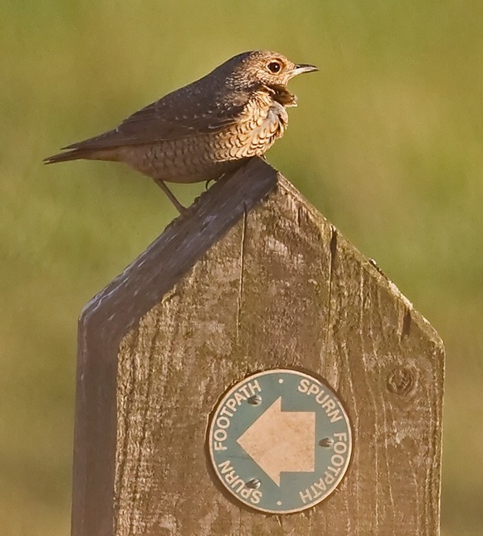 Rock Thrush