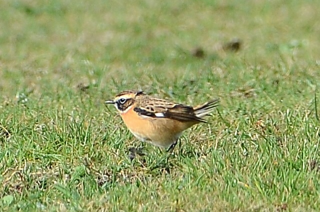 Whinchat