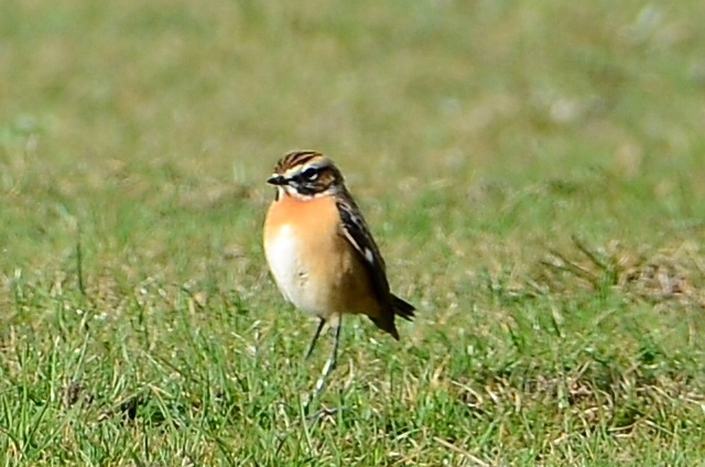 Whinchat