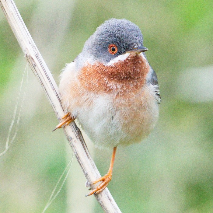 Eastern Subalpine Warbler