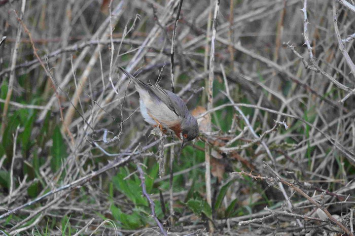 Eastern Subalpine Warbler