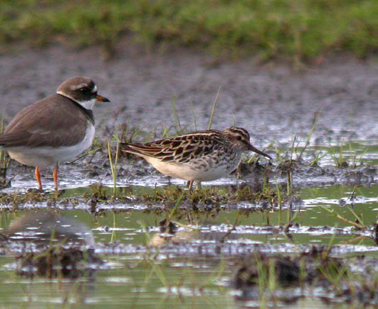 Broad-billed Sandpiper