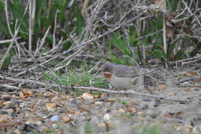 Eastern Subalpine Warbler