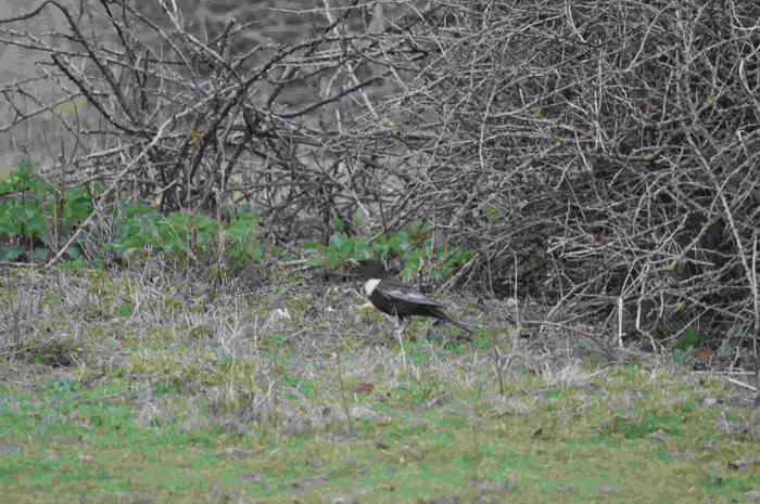 Ring Ouzel