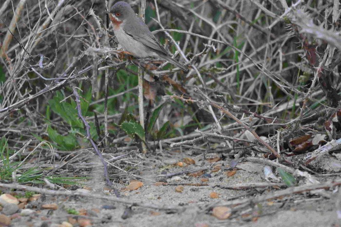 Eastern Subalpine Warbler
