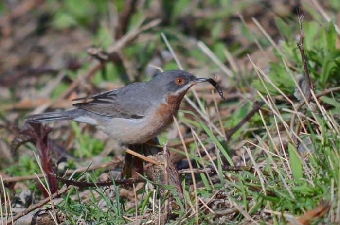 Eastern Subalpine Warbler