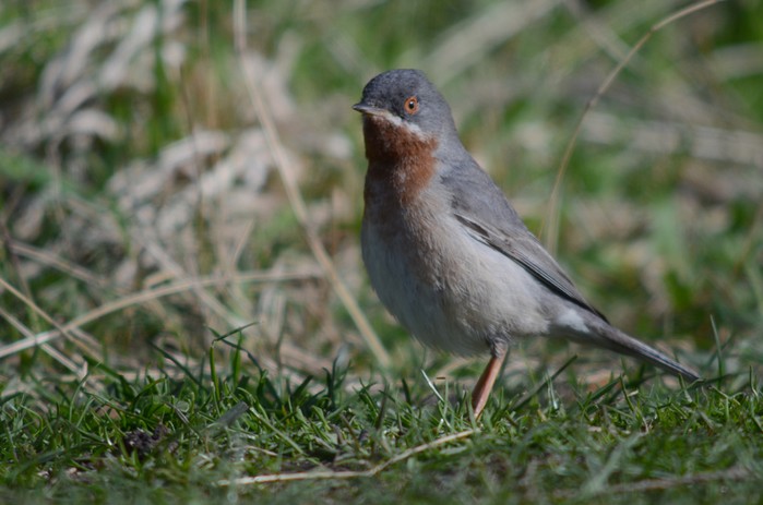Eastern Subalpine Warbler