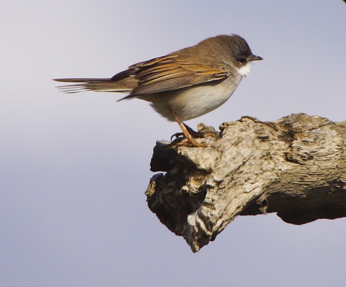 Whitethroat