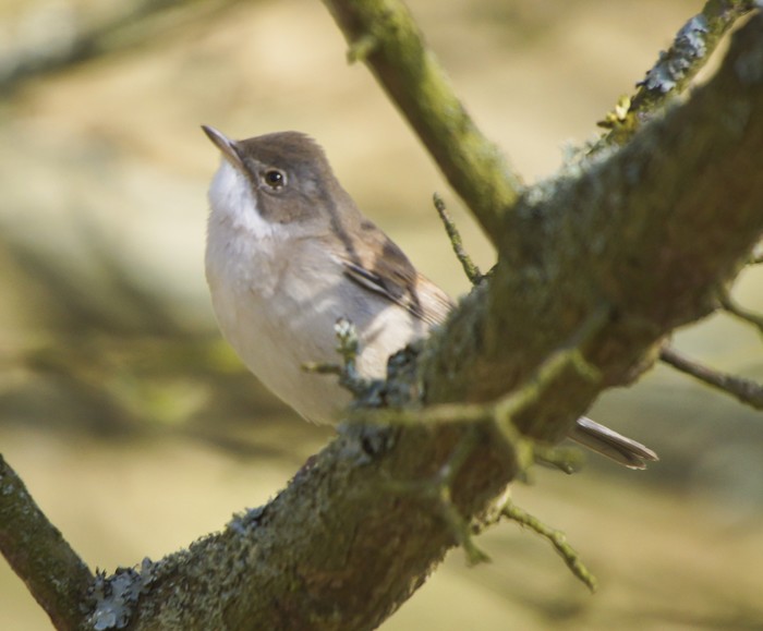 Whitethroat