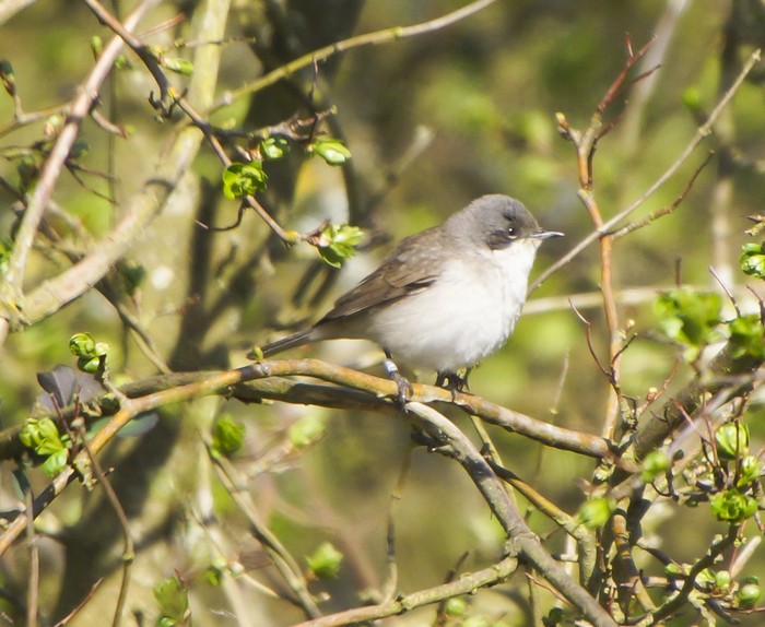 Lesser Whitethroat