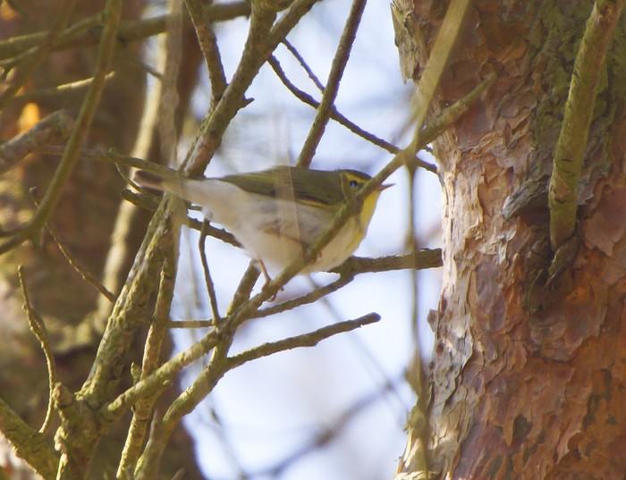 Wood Warbler