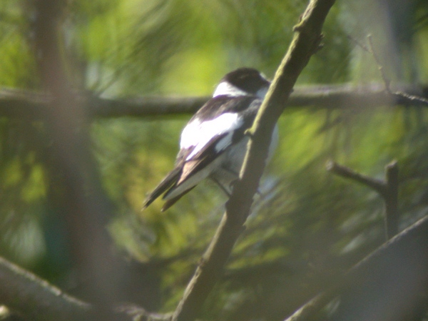 Collared Flycatcher