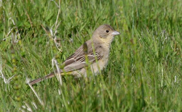 Black-headed Bunting