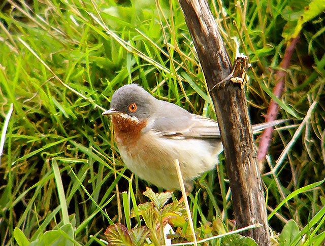 Eastern Subalpine Warbler