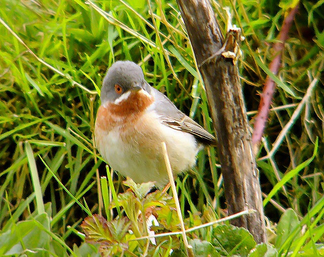 Eastern Subalpine Warbler