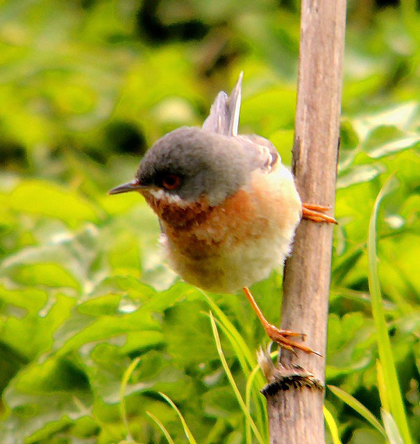 Eastern Subalpine Warbler