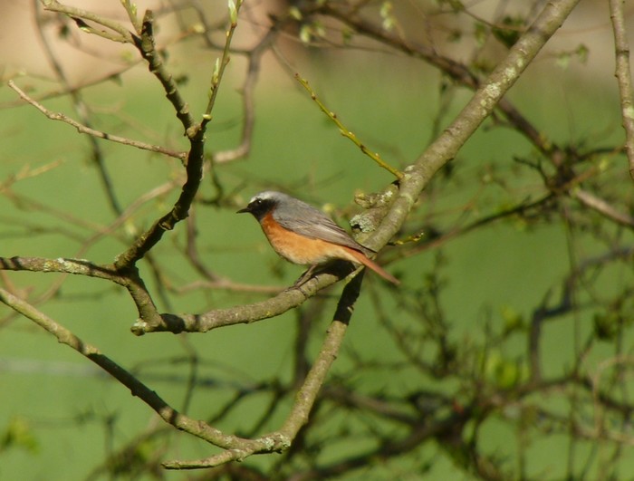 Redstart