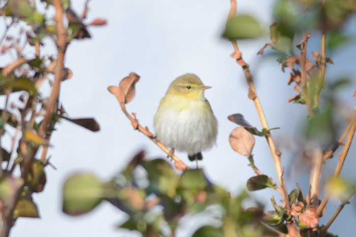 Iberian Chiffchaff