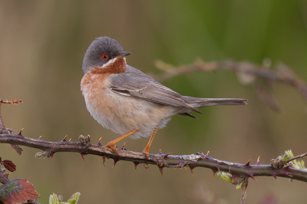 Eastern Subalpine Warbler
