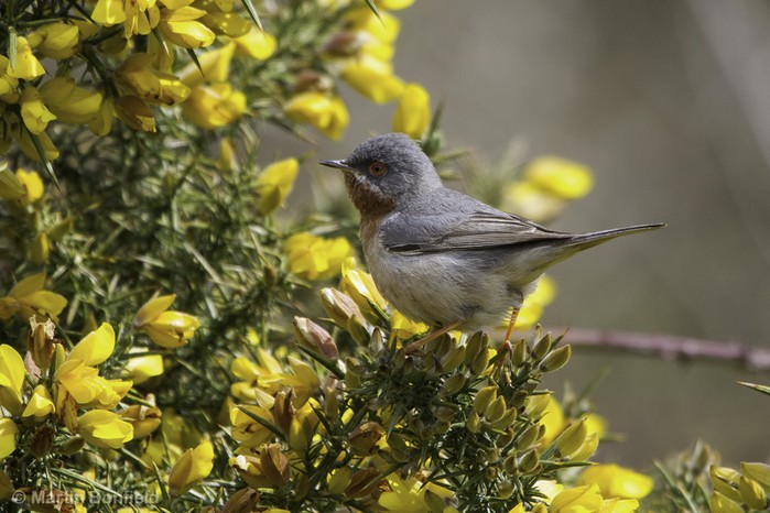 Eastern Subalpine Warbler