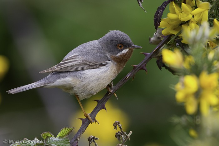 Eastern Subalpine Warbler