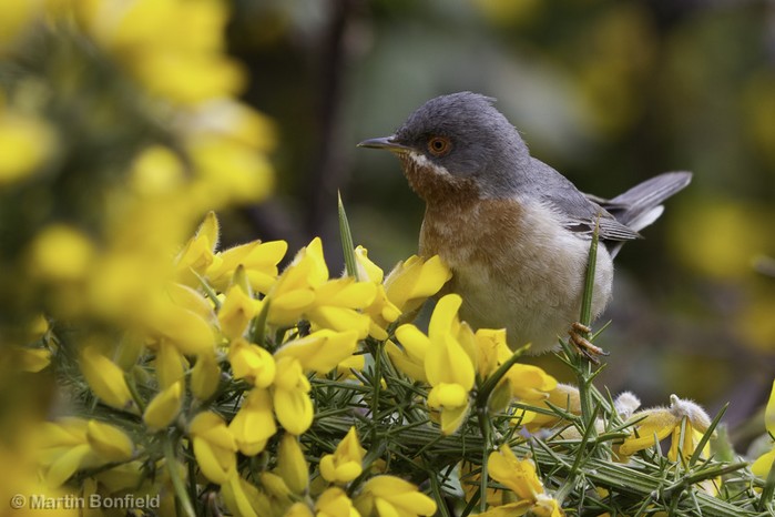 Eastern Subalpine Warbler