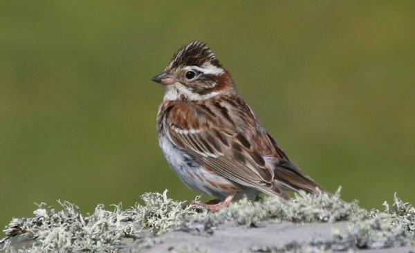 Rustic Bunting