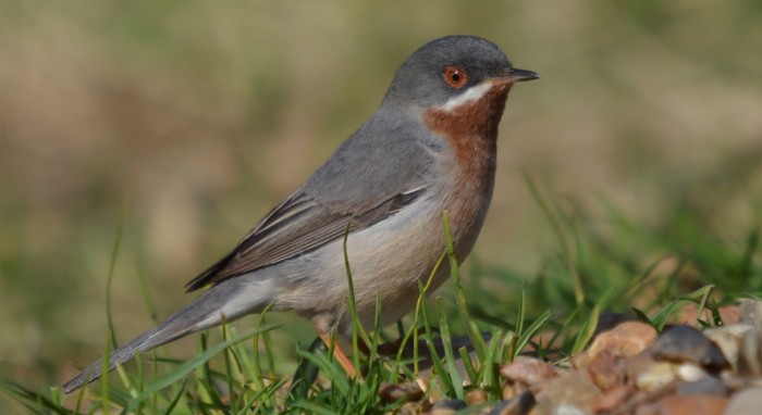 Eastern Subalpine Warbler