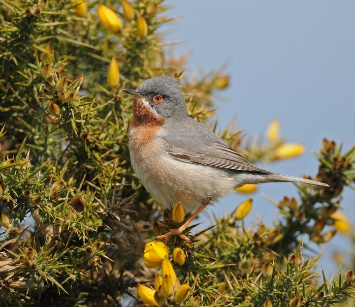 Eastern Subalpine Warbler