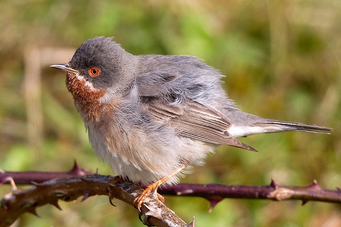 Eastern Subalpine Warbler