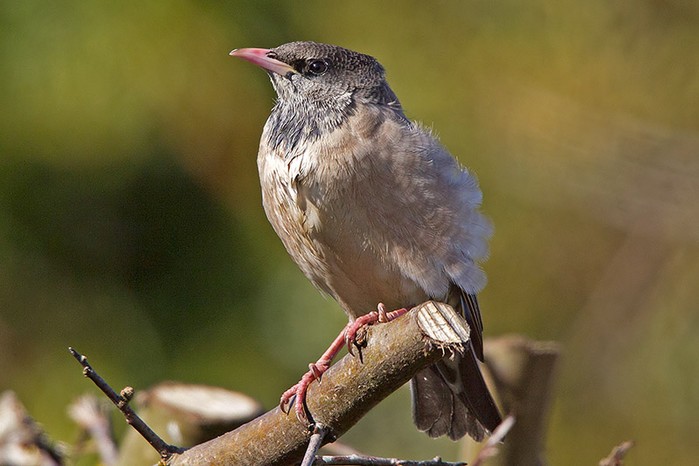 Rose-coloured Starling