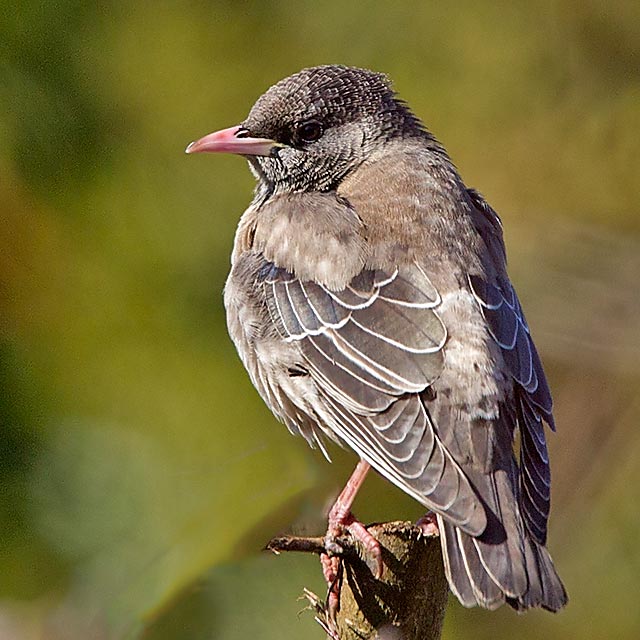 Rose-coloured Starling
