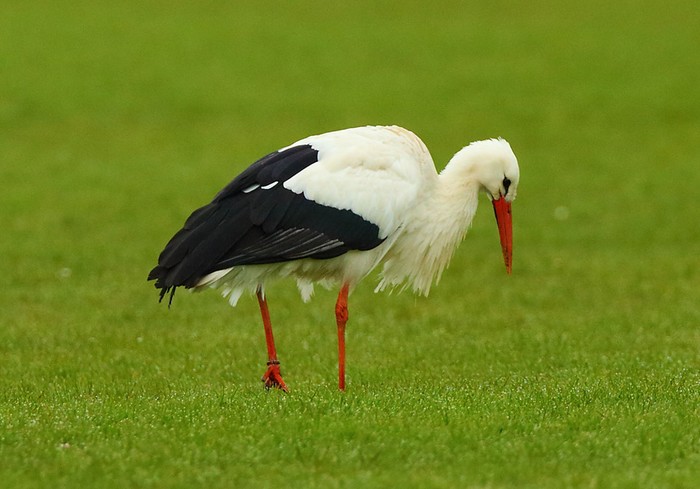 White Stork