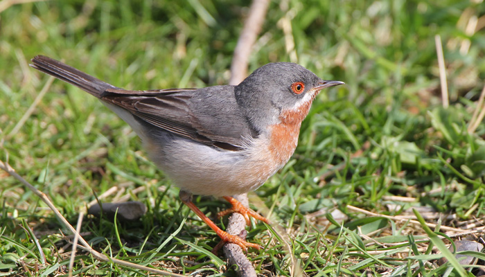 Eastern Subalpine Warbler