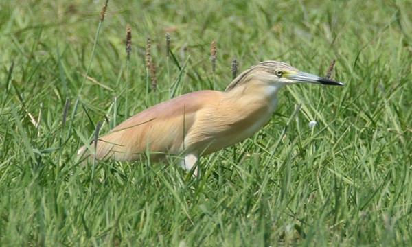 Squacco Heron