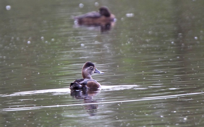 Ring-necked Duck
