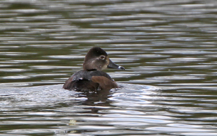 Ring-necked Duck